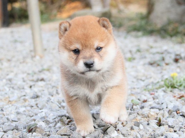 IMG_6407shibainu