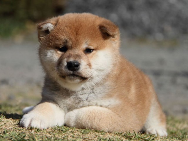 IMG_6612-shibainu-koinu