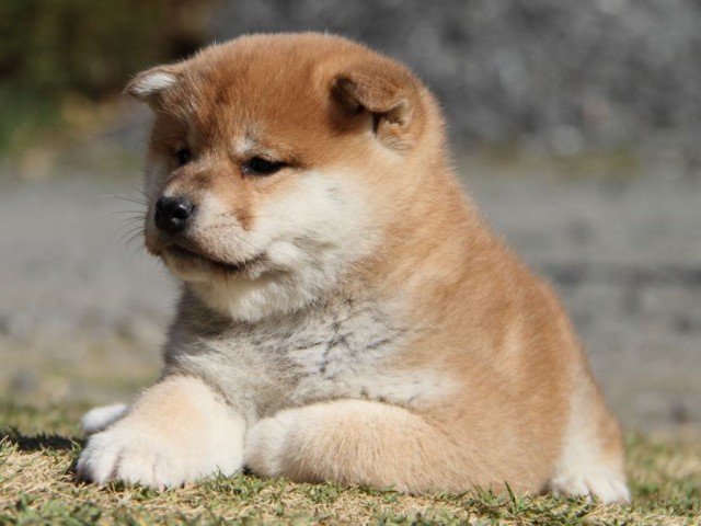 IMG_6618-shibainu-koinu