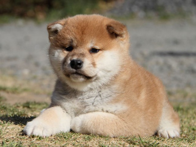 IMG_6620-shibainu-koinu