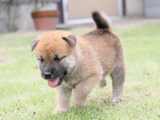 IMG_6869-shibainu Puppy