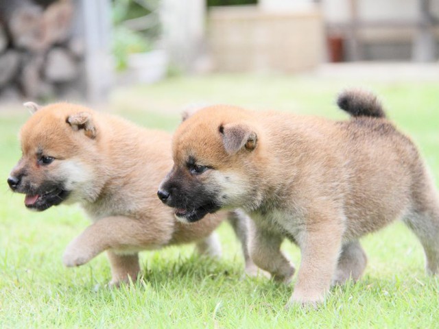 IMG_6873-shibainu Puppy