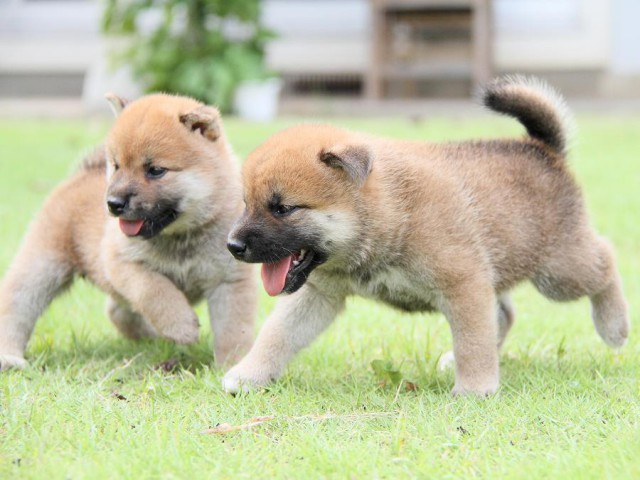 IMG_6885-shibainu Puppy