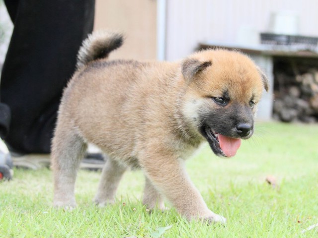 IMG_6897-shibainu Puppy