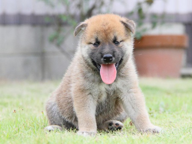 IMG_6909-shibainu Puppy