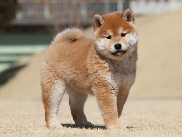 IMG_6996-shibainu-koinu