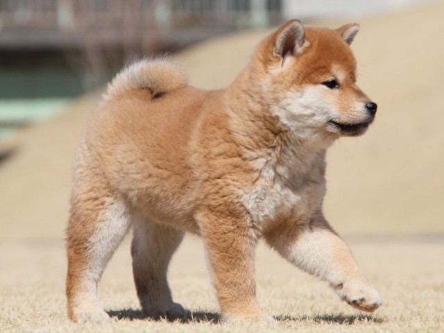 IMG_6998-shibainu-koinu