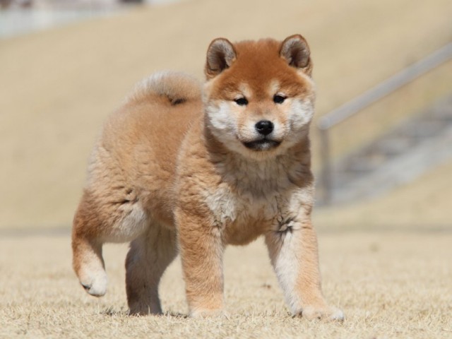 IMG_6999-shibainu-koinu