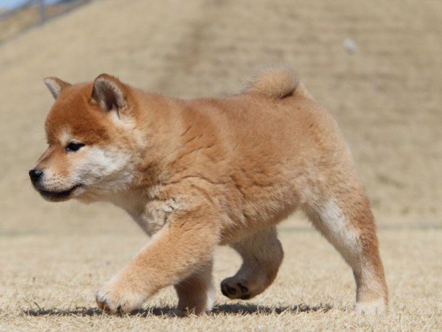 IMG_7012-shibainu-koinu