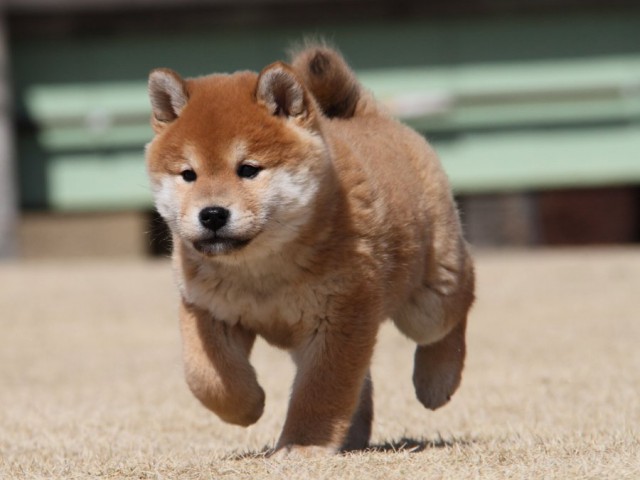 IMG_7035-shibainu-koinu