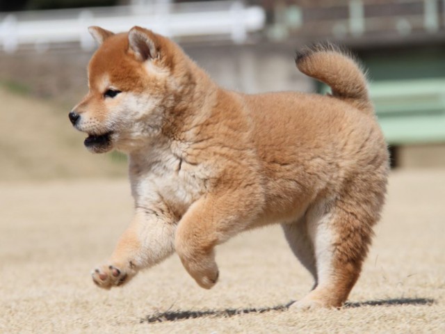 IMG_7066-shibainu-koinu