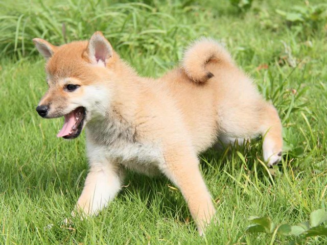 IMG_7071-shibainu Puppy