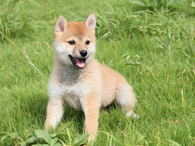 IMG_7074-shibainu Puppy