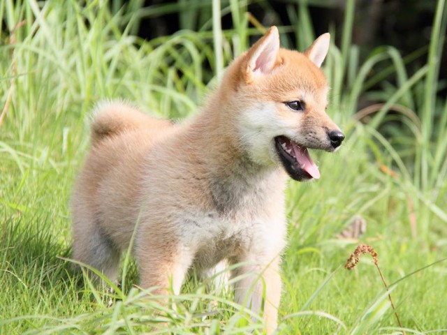 IMG_7092-shibainu Puppy