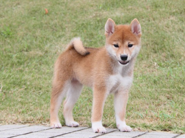 IMG_7117-shibainu Puppy