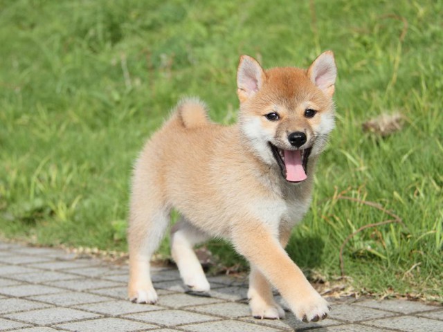 IMG_7119-shibainu Puppy