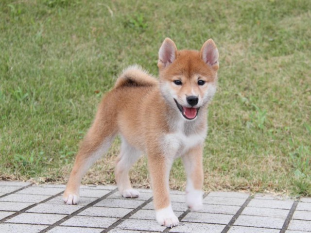 IMG_7148-shibainu-puppy