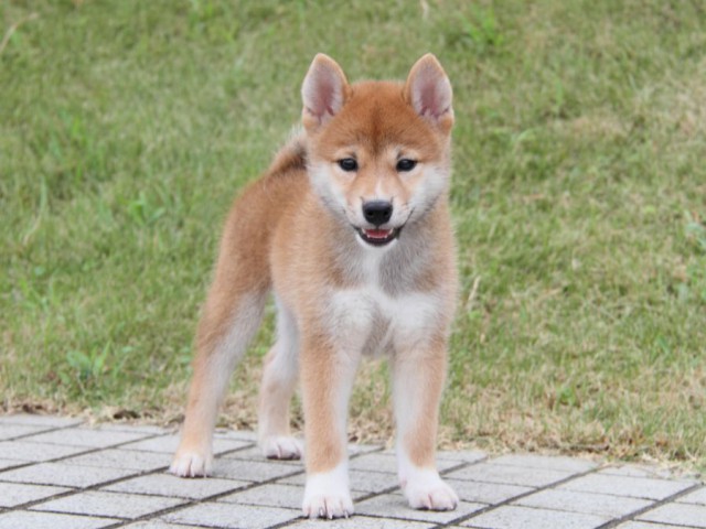 IMG_7151-shibainu-puppy