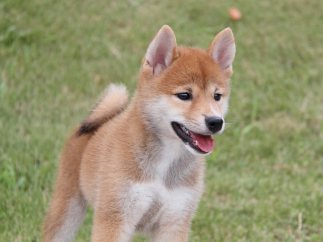 IMG_7163-shibainu-puppy