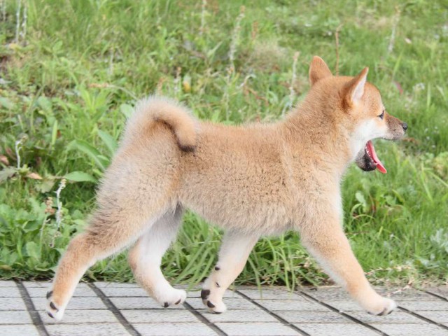 IMG_7166-shibainu Puppy