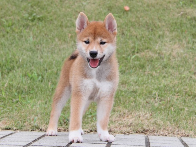 IMG_7168-shibainu-puppy