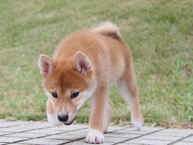 IMG_7190-shibainu-puppy