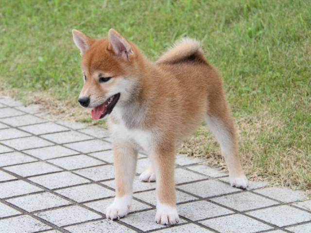 IMG_7199-shibainu-puppy