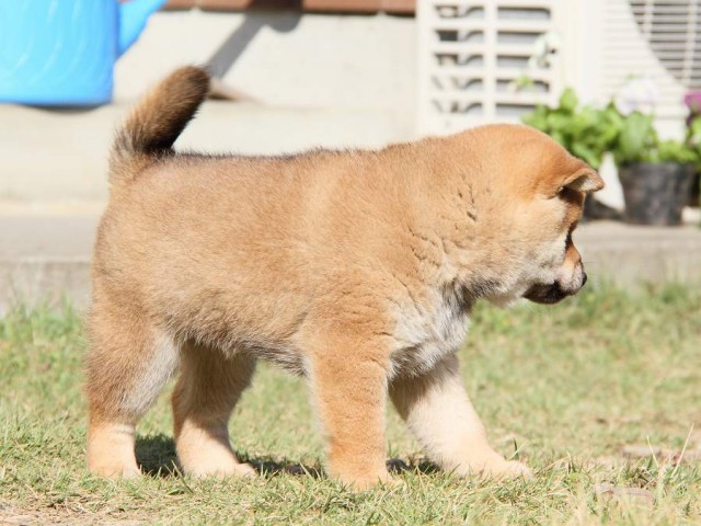 IMG_7275--shibainu Puppy