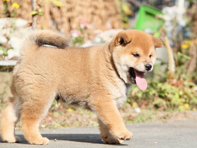 IMG_7298--shibainu Puppy