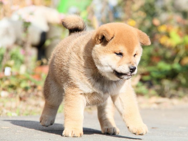 IMG_7309--shibainu Puppy