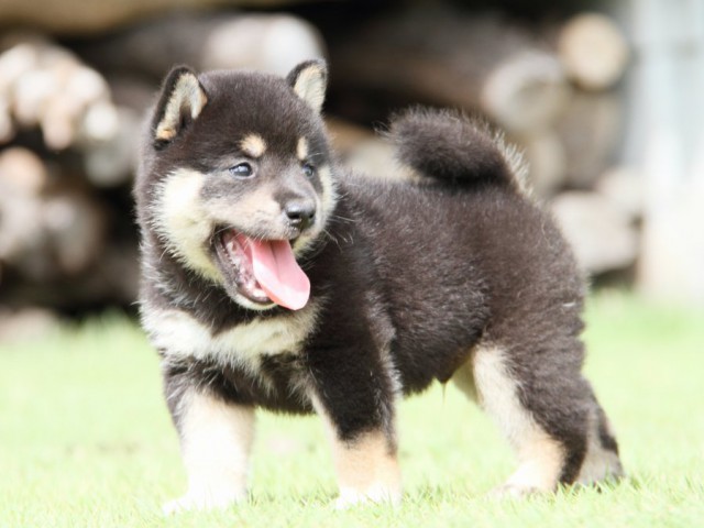 IMG_7377-shibainu-puppy