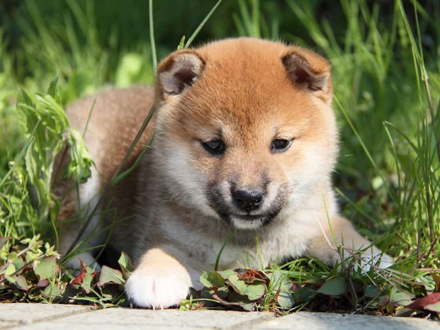 IMG_7468shibainu