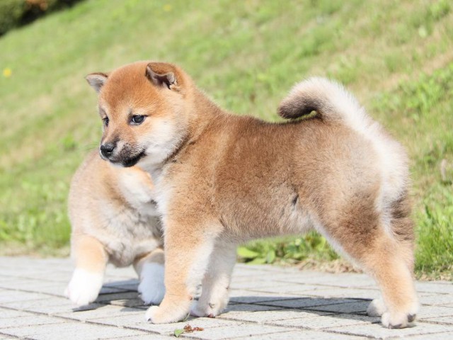 IMG_7484shibainu