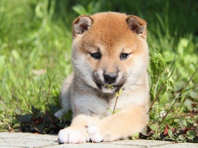 IMG_7497shibainu