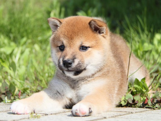 IMG_7511shibainu