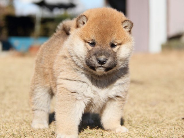 IMG_7512-shibainu-koinu