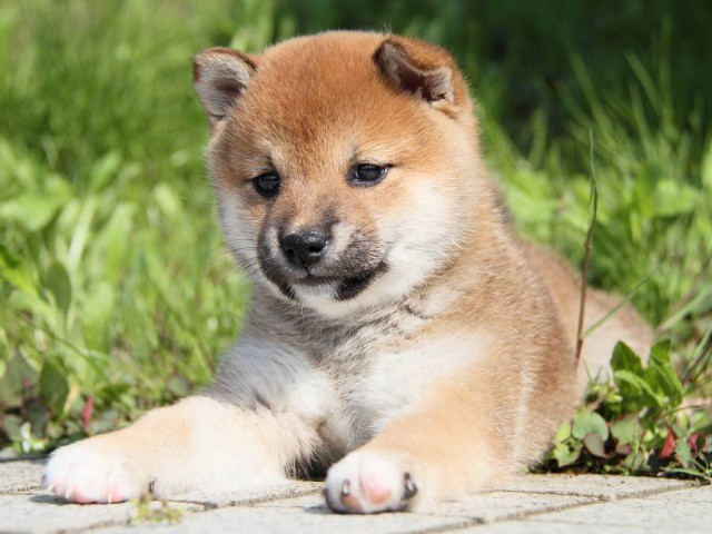 IMG_7520shibainu