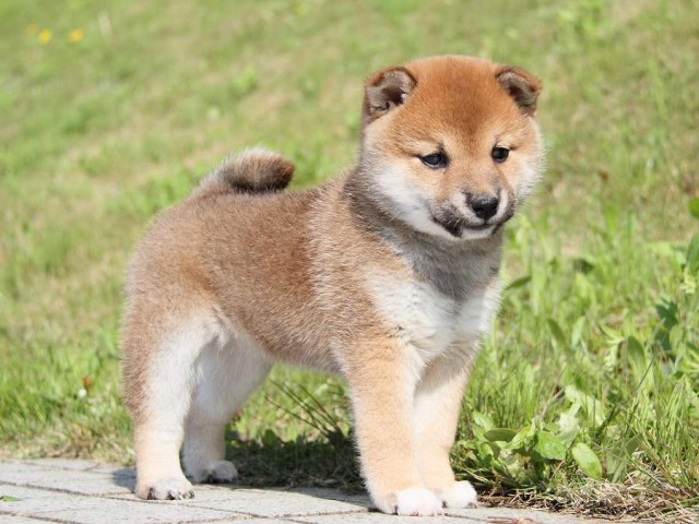 IMG_7534shibainu