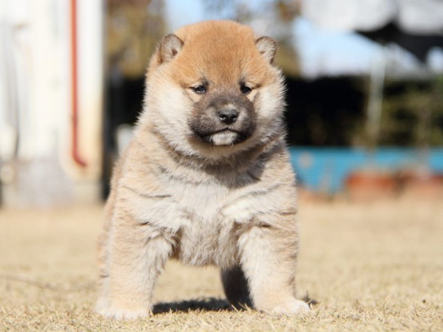 IMG_7543-shibainu-koinu