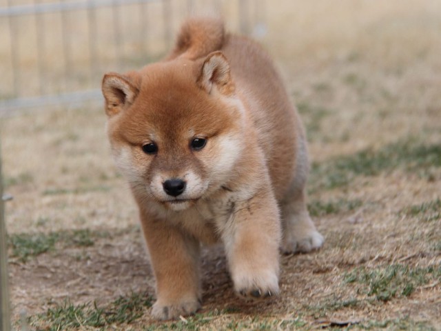 IMG_7549Shiba