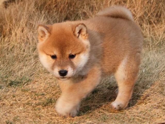 IMG_7564Shiba