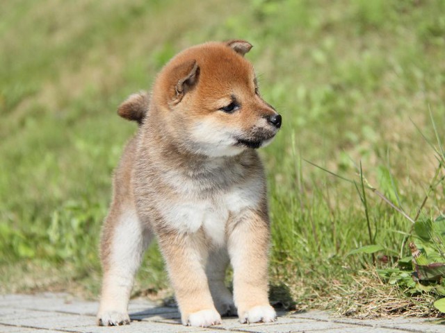 IMG_7605shibainu