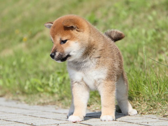 IMG_7606shibainu