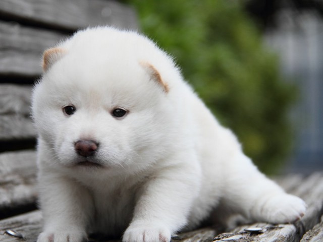 IMG_7705--shibainu Puppy