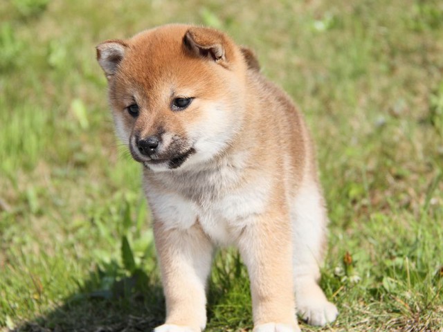 IMG_7813shibainu