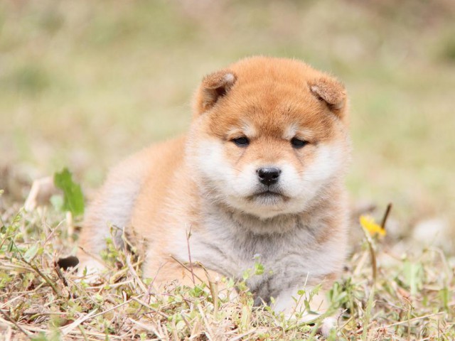 IMG_7867shibainu