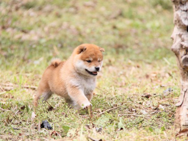 IMG_7920shibainu