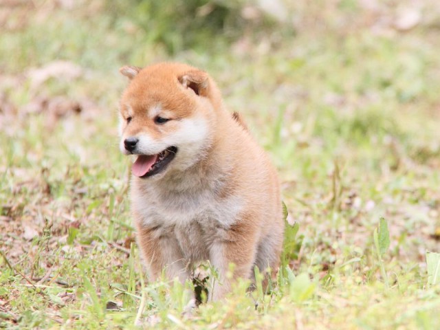 IMG_7946shibainu