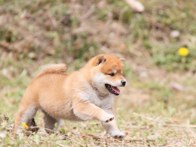 IMG_7953shibainu