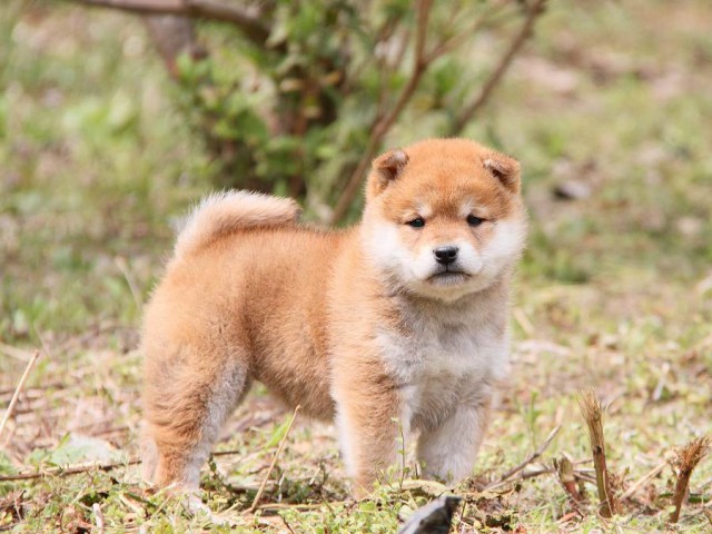 IMG_7965shibainu